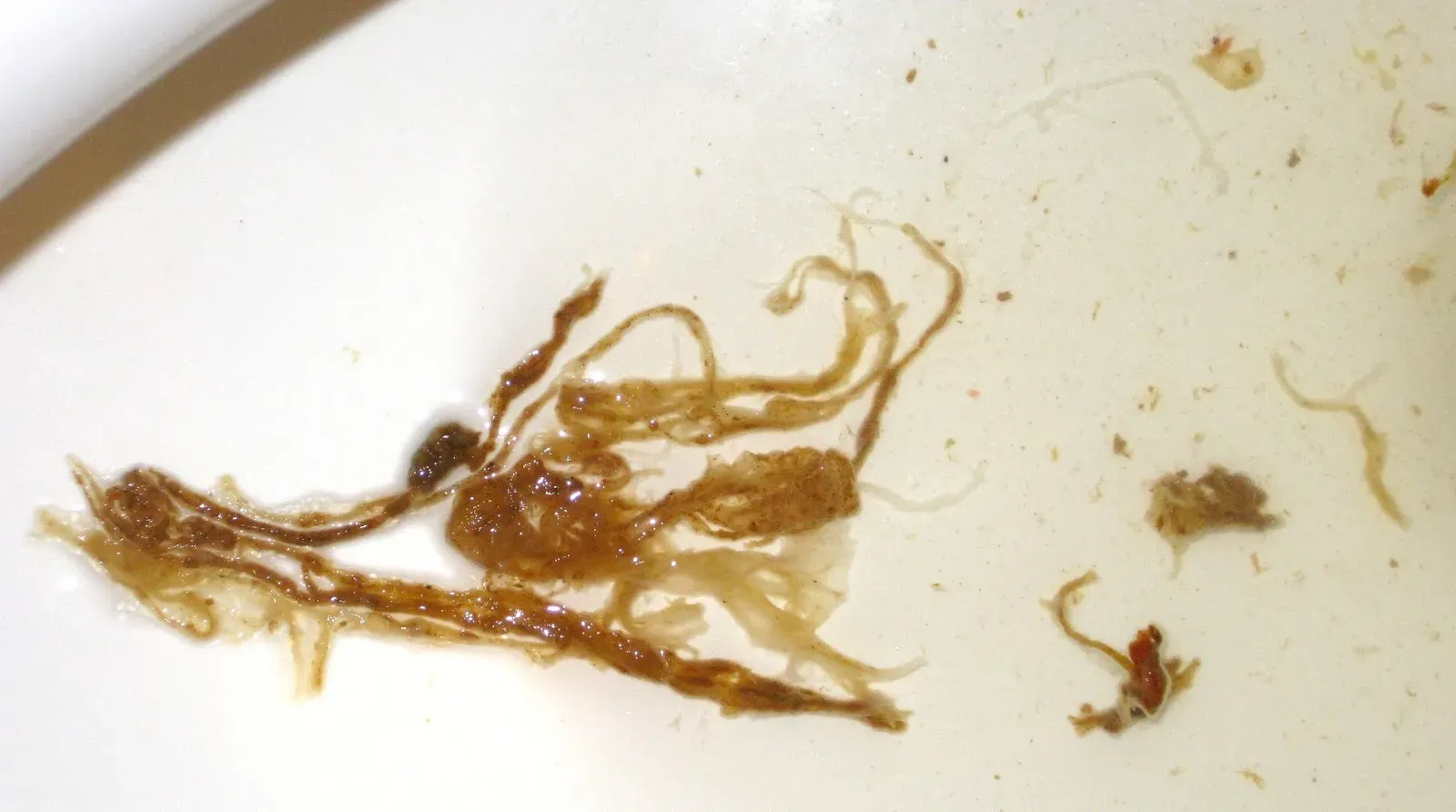 Organic teatox anti-parasite tea : komposisyon lamang ng mga natural na sangkap.